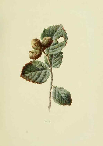 Reproducción/Reproduction 22432582239: Wild fruits of the country-side,. London :Hutchinson,1902.