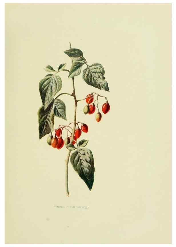 Reproducción/Reproduction 22202012244: Wild fruits of the country-side,. London :Hutchinson,1902.