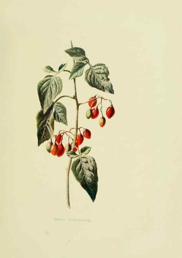 Reproducción/Reproduction 22202012244: Wild fruits of the country-side,. London :Hutchinson,1902.