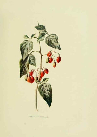 Reproducción/Reproduction 22202012244: Wild fruits of the country-side,. London :Hutchinson,1902.