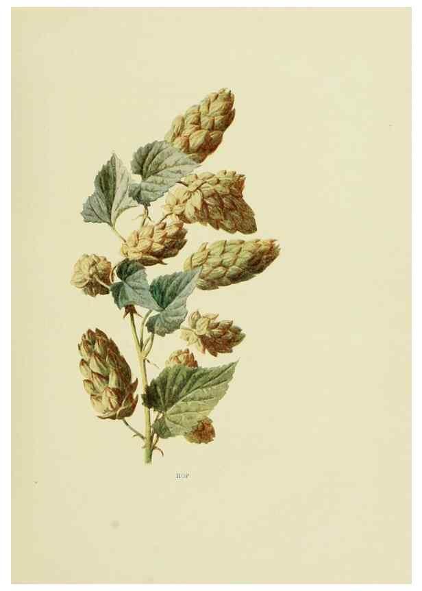Reproducción/Reproduction 22824736595: Wild fruits of the country-side,. London :Hutchinson,1902.