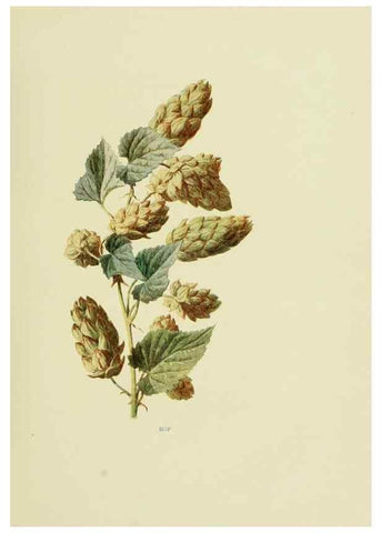 Reproducción/Reproduction 22824736595: Wild fruits of the country-side,. London :Hutchinson,1902.