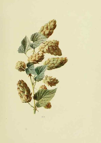 Reproducción/Reproduction 22824736595: Wild fruits of the country-side,. London :Hutchinson,1902.