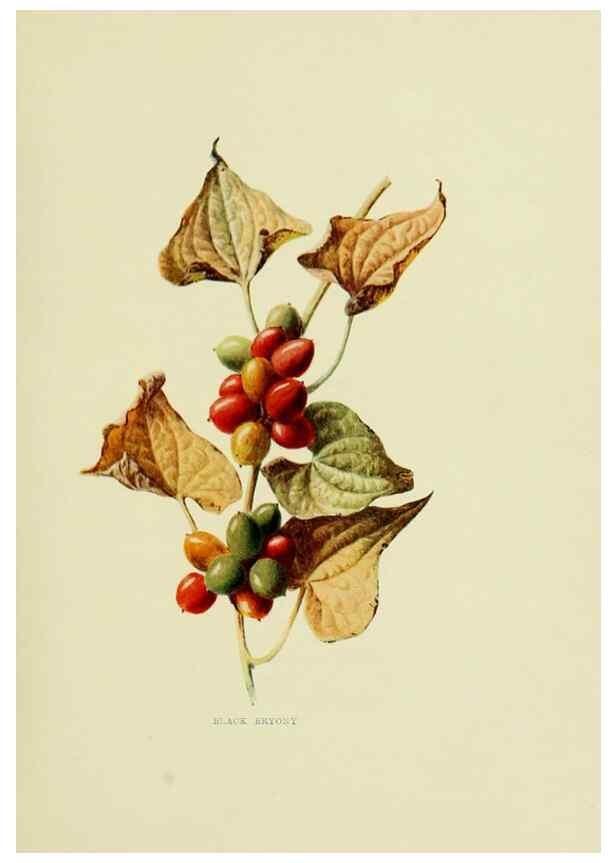 Reproducción/Reproduction 22406377607: Wild fruits of the country-side,. London :Hutchinson,1902.