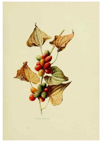 Reproducción/Reproduction 22406377607: Wild fruits of the country-side,. London :Hutchinson,1902.