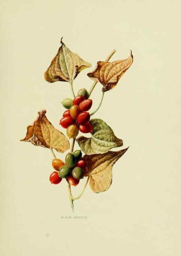 Reproducción/Reproduction 22406377607: Wild fruits of the country-side,. London :Hutchinson,1902.