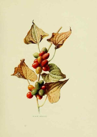 Reproducción/Reproduction 22406377607: Wild fruits of the country-side,. London :Hutchinson,1902.