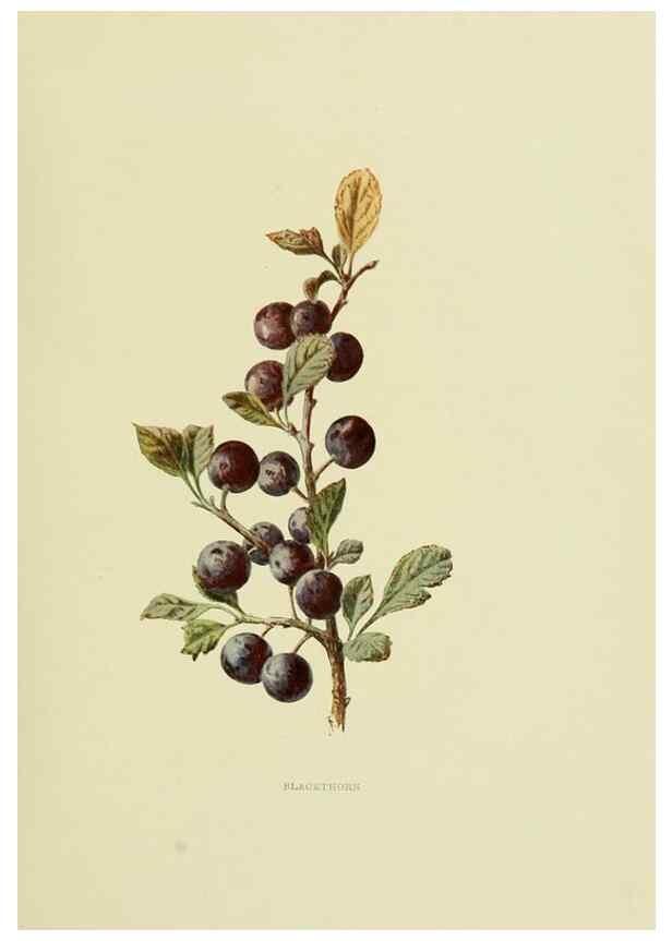 Reproducción/Reproduction 22202020464: Wild fruits of the country-side,. London :Hutchinson,1902.