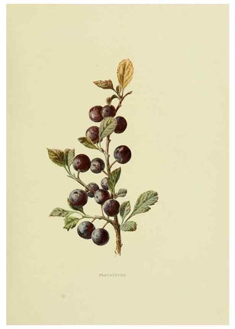 Reproducción/Reproduction 22202020464: Wild fruits of the country-side,. London :Hutchinson,1902.