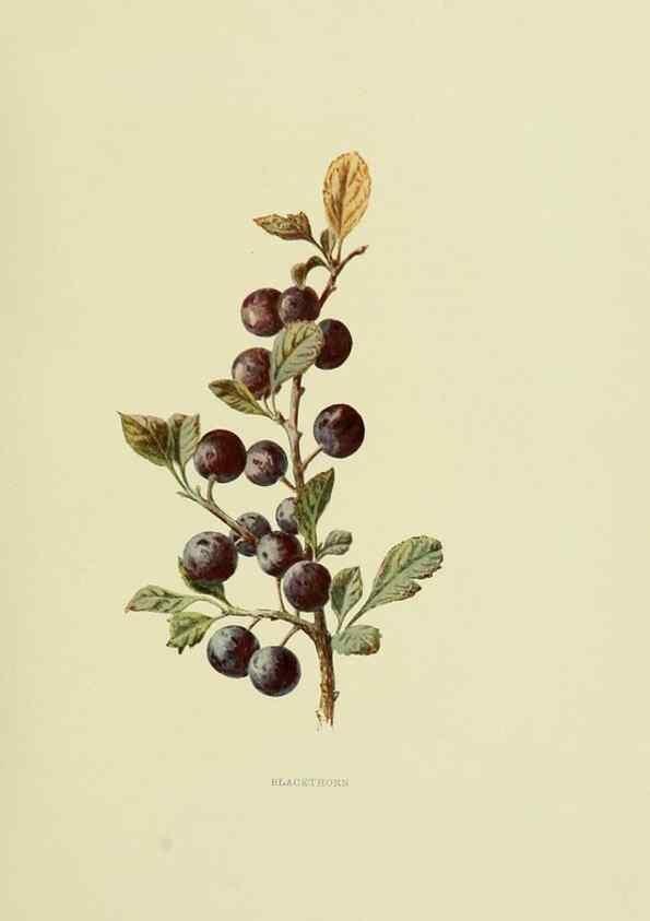 Reproducción/Reproduction 22202020464: Wild fruits of the country-side,. London :Hutchinson,1902.