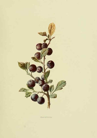 Reproducción/Reproduction 22202020464: Wild fruits of the country-side,. London :Hutchinson,1902.