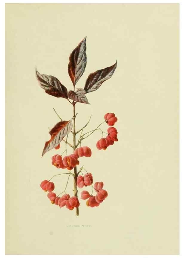 Reproducción/Reproduction 22203617643: Wild fruits of the country-side,. London :Hutchinson,1902.