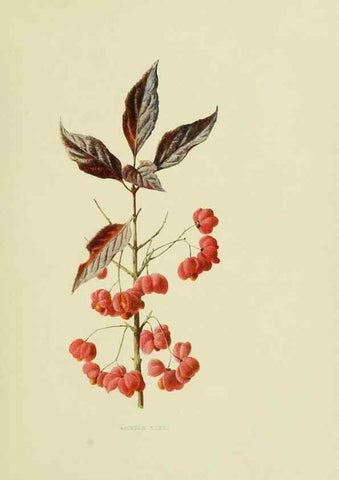 Reproducción/Reproduction 22203617643: Wild fruits of the country-side,. London :Hutchinson,1902.