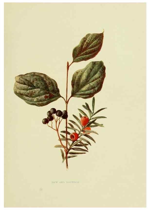 Reproducción/Reproduction 22835935141: Wild fruits of the country-side,. London :Hutchinson,1902.