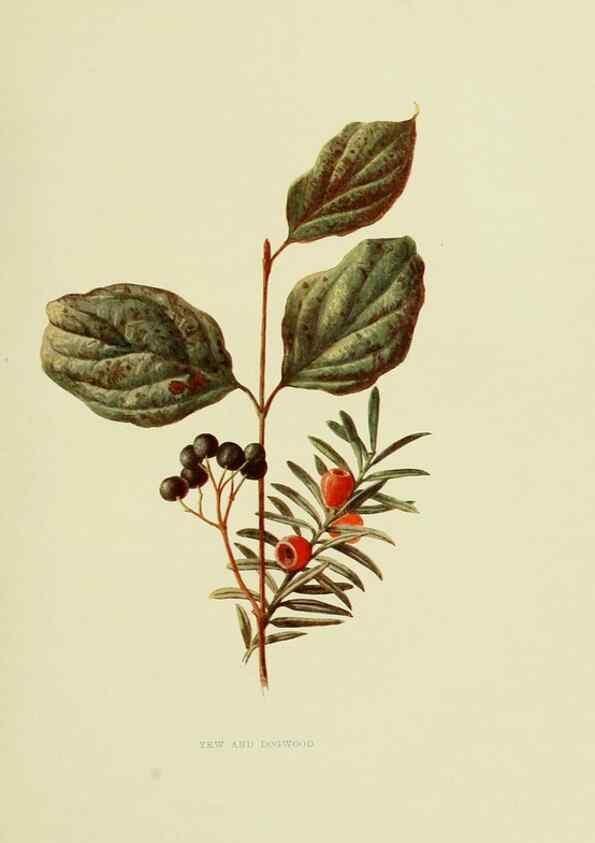 Reproducción/Reproduction 22835935141: Wild fruits of the country-side,. London :Hutchinson,1902.
