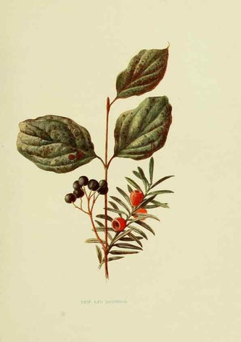 Reproducción/Reproduction 22835935141: Wild fruits of the country-side,. London :Hutchinson,1902.