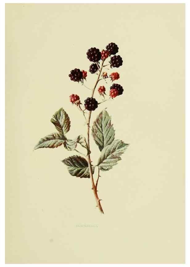 Reproducción/Reproduction 22203622423: Wild fruits of the country-side,. London :Hutchinson,1902.