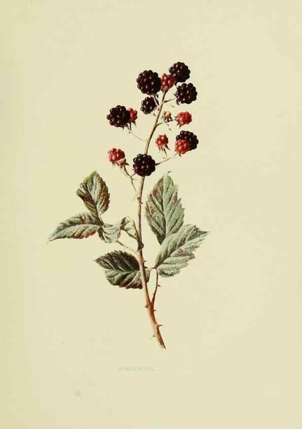 Reproducción/Reproduction 22203622423: Wild fruits of the country-side,. London :Hutchinson,1902.