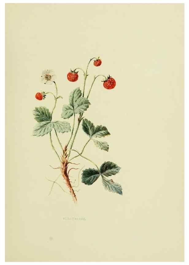 Reproducción/Reproduction 22406401798: Wild fruits of the country-side,. London :Hutchinson,1902.