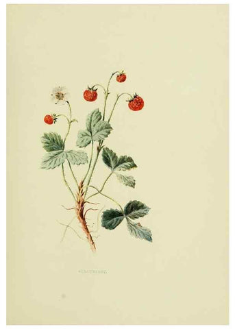 Reproducción/Reproduction 22406401798: Wild fruits of the country-side,. London :Hutchinson,1902.