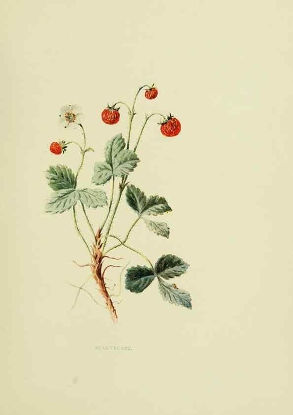 Reproducción/Reproduction 22406401798: Wild fruits of the country-side,. London :Hutchinson,1902.