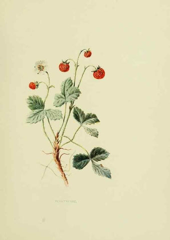 Reproducción/Reproduction 22406401798: Wild fruits of the country-side,. London :Hutchinson,1902.