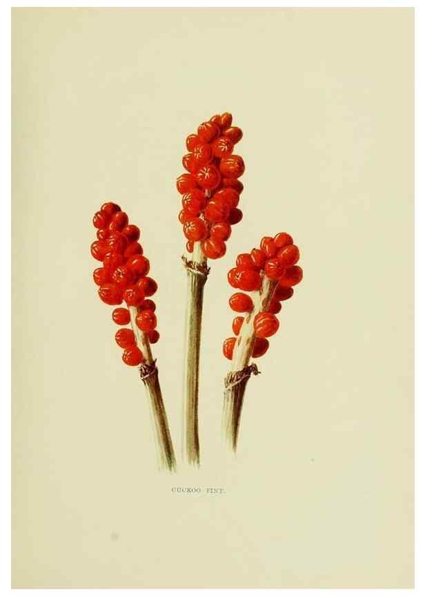 Reproducción/Reproduction 22824753875: Wild fruits of the country-side,. London :Hutchinson,1902.