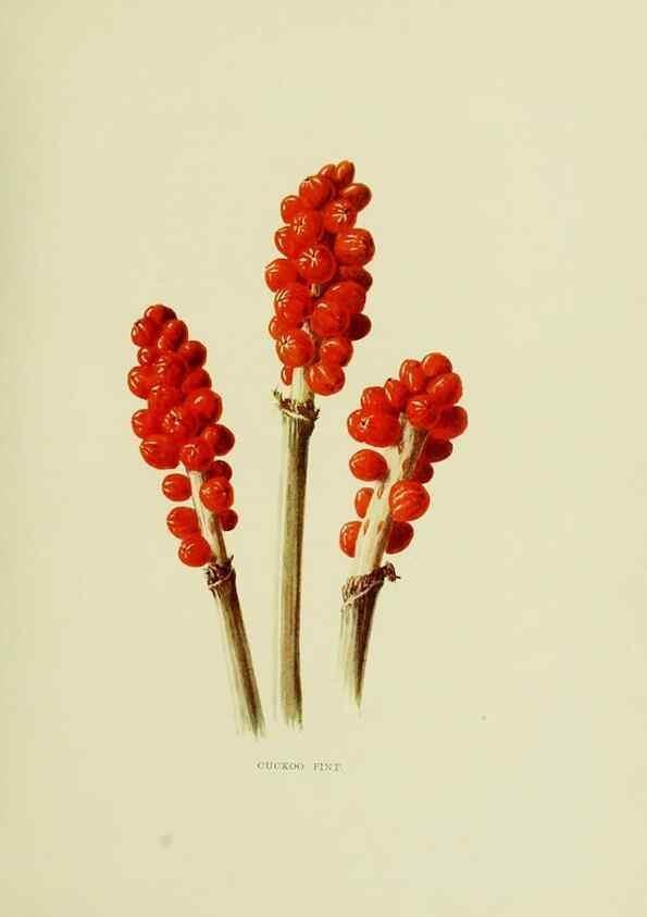Reproducción/Reproduction 22824753875: Wild fruits of the country-side,. London :Hutchinson,1902.