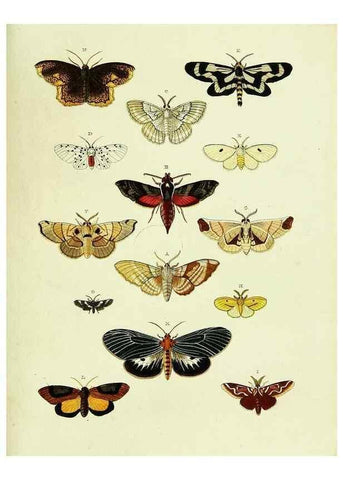 Reproducción/Reproduction 22622032631: De uitlandsche kapellen voorkomende in de drie waereld-deelen, Asia, Africa en America,. Amsteldam,Chez S. J. Baalde;1779-1782.