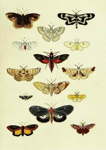 Reproducción/Reproduction 22622032631: De uitlandsche kapellen voorkomende in de drie waereld-deelen, Asia, Africa en America,. Amsteldam,Chez S. J. Baalde;1779-1782.