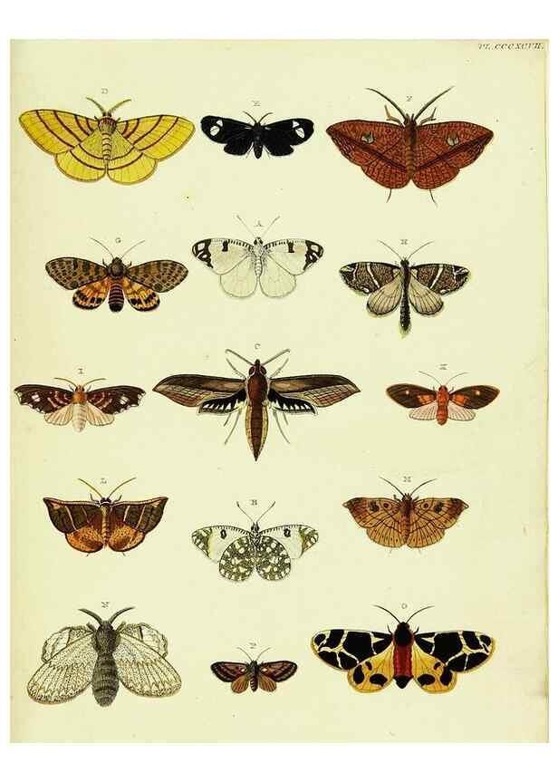 Reproducción/Reproduction 22584794276: De uitlandsche kapellen voorkomende in de drie waereld-deelen, Asia, Africa en America,. Amsteldam,Chez S. J. Baalde;1779-1782.