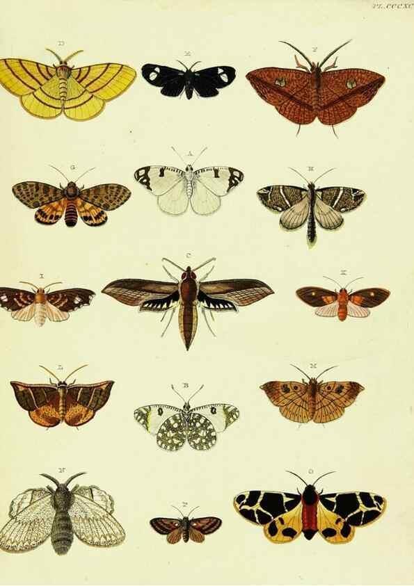 Reproducción/Reproduction 22584794276: De uitlandsche kapellen voorkomende in de drie waereld-deelen, Asia, Africa en America,. Amsteldam,Chez S. J. Baalde;1779-1782.