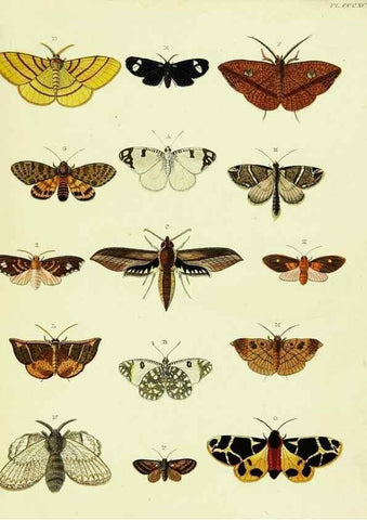 Reproducción/Reproduction 22584794276: De uitlandsche kapellen voorkomende in de drie waereld-deelen, Asia, Africa en America,. Amsteldam,Chez S. J. Baalde;1779-1782.