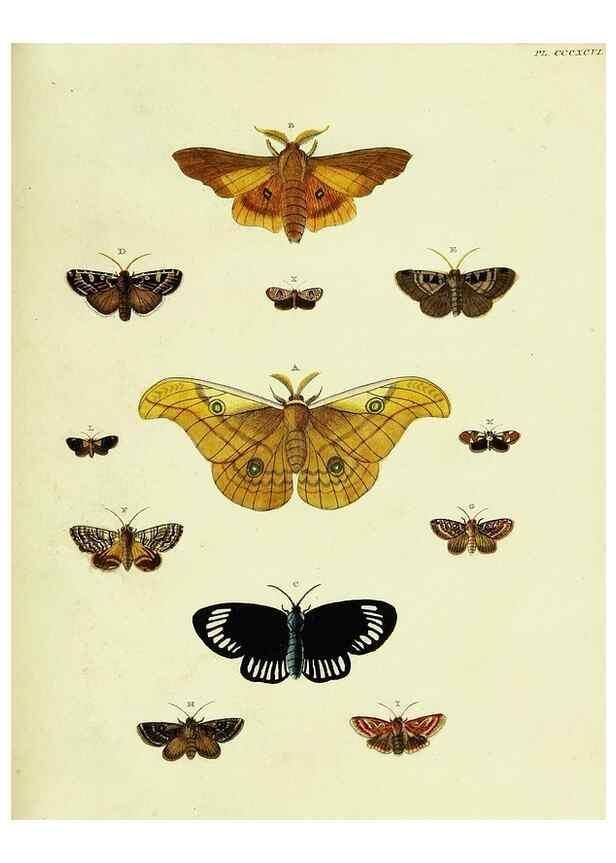Reproducción/Reproduction 22422873500: De uitlandsche kapellen voorkomende in de drie waereld-deelen, Asia, Africa en America,. Amsteldam,Chez S. J. Baalde;1779-1782.