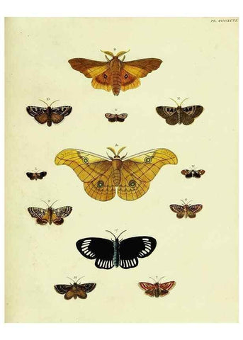 Reproducción/Reproduction 22422873500: De uitlandsche kapellen voorkomende in de drie waereld-deelen, Asia, Africa en America,. Amsteldam,Chez S. J. Baalde;1779-1782.