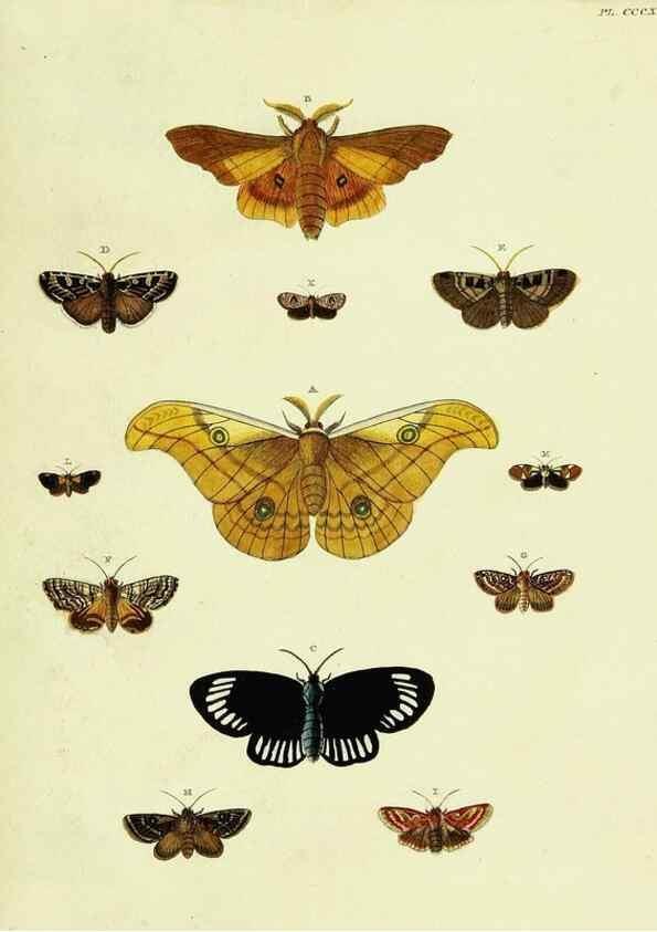 Reproducción/Reproduction 22422873500: De uitlandsche kapellen voorkomende in de drie waereld-deelen, Asia, Africa en America,. Amsteldam,Chez S. J. Baalde;1779-1782.