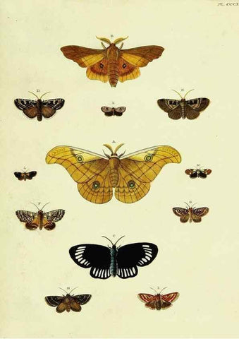 Reproducción/Reproduction 22422873500: De uitlandsche kapellen voorkomende in de drie waereld-deelen, Asia, Africa en America,. Amsteldam,Chez S. J. Baalde;1779-1782.