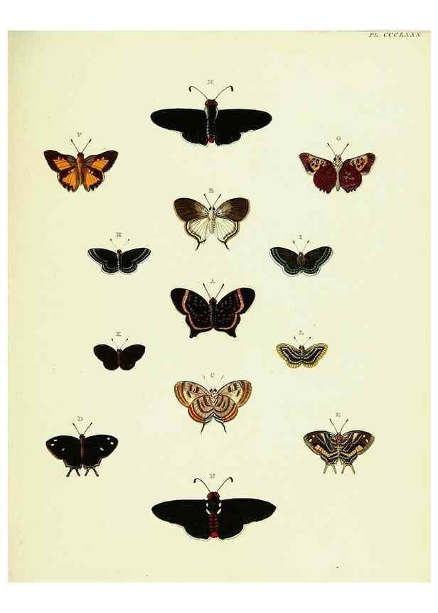 Reproducción/Reproduction 22422797360: De uitlandsche kapellen voorkomende in de drie waereld-deelen, Asia, Africa en America,. Amsteldam,Chez S. J. Baalde;1779-1782.