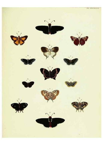 Reproducción/Reproduction 22422797360: De uitlandsche kapellen voorkomende in de drie waereld-deelen, Asia, Africa en America,. Amsteldam,Chez S. J. Baalde;1779-1782.