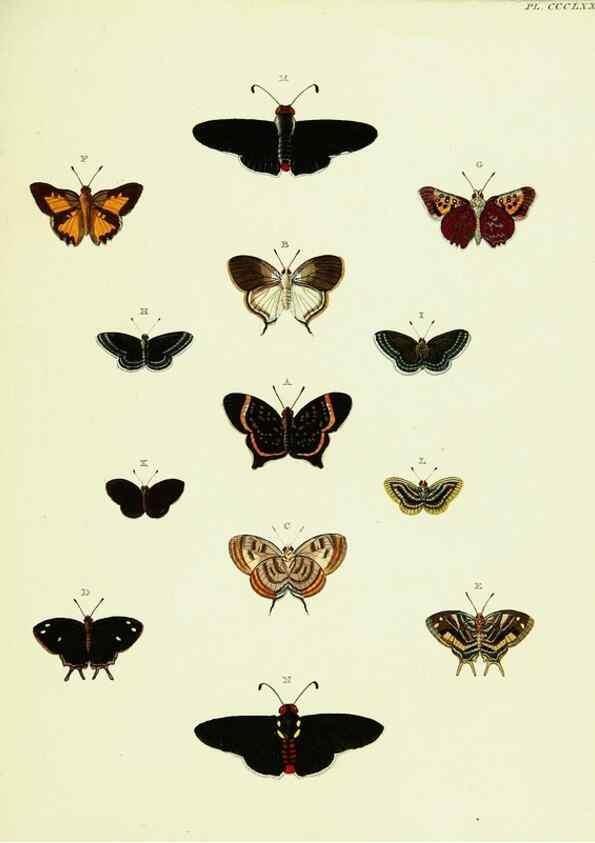 Reproducción/Reproduction 22422797360: De uitlandsche kapellen voorkomende in de drie waereld-deelen, Asia, Africa en America,. Amsteldam,Chez S. J. Baalde;1779-1782.