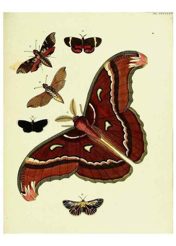 Reproducción/Reproduction 22422802090: De uitlandsche kapellen voorkomende in de drie waereld-deelen, Asia, Africa en America,. Amsteldam,Chez S. J. Baalde;1779-1782.