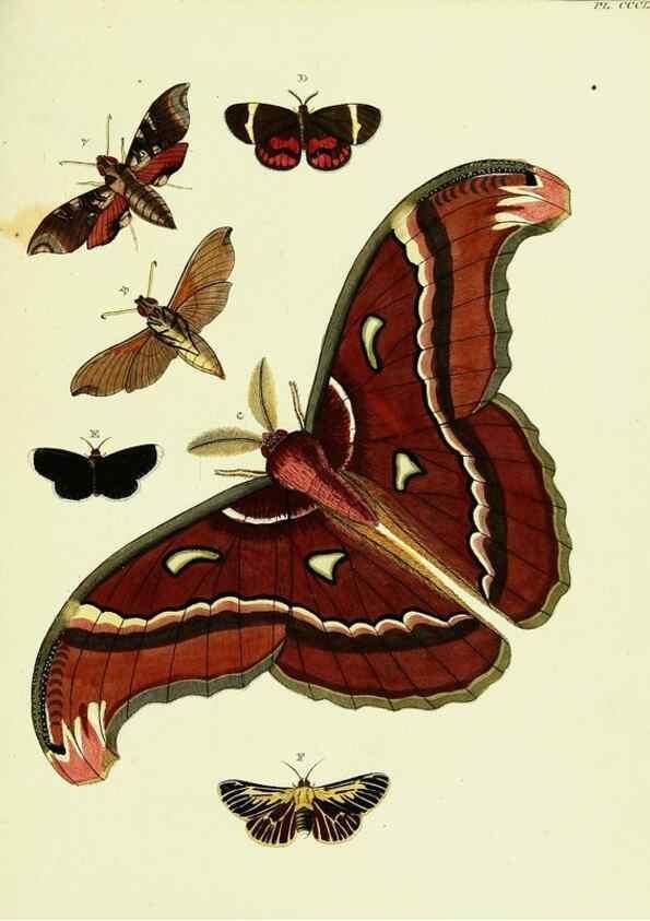 Reproducción/Reproduction 22422802090: De uitlandsche kapellen voorkomende in de drie waereld-deelen, Asia, Africa en America,. Amsteldam,Chez S. J. Baalde;1779-1782.