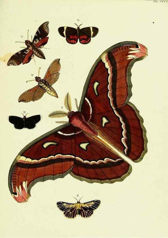 Reproducción/Reproduction 22422802090: De uitlandsche kapellen voorkomende in de drie waereld-deelen, Asia, Africa en America,. Amsteldam,Chez S. J. Baalde;1779-1782.
