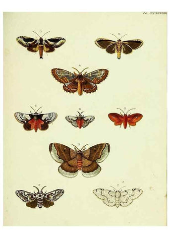 Reproducción/Reproduction 22422808970: De uitlandsche kapellen voorkomende in de drie waereld-deelen, Asia, Africa en America,. Amsteldam,Chez S. J. Baalde;1779-1782.
