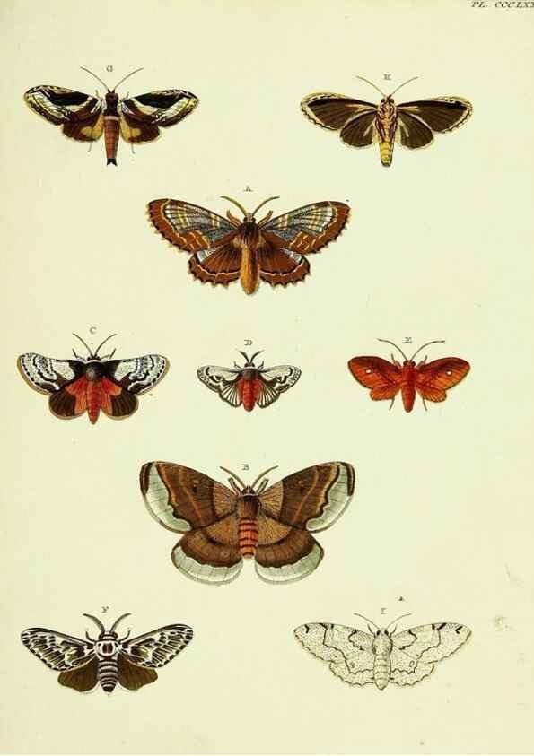 Reproducción/Reproduction 22422808970: De uitlandsche kapellen voorkomende in de drie waereld-deelen, Asia, Africa en America,. Amsteldam,Chez S. J. Baalde;1779-1782.