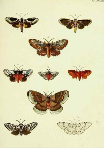 Reproducción/Reproduction 22422808970: De uitlandsche kapellen voorkomende in de drie waereld-deelen, Asia, Africa en America,. Amsteldam,Chez S. J. Baalde;1779-1782.