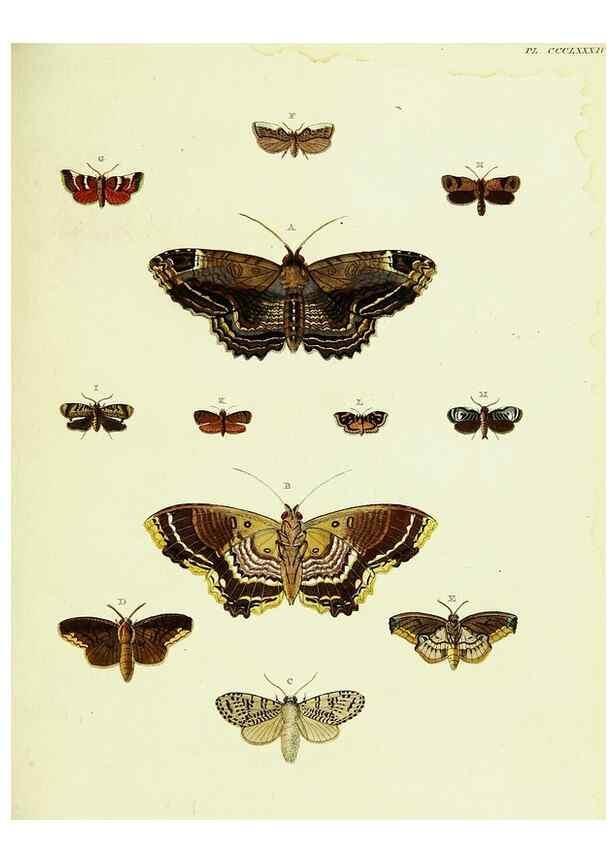 Reproducción/Reproduction 22422818440: De uitlandsche kapellen voorkomende in de drie waereld-deelen, Asia, Africa en America,. Amsteldam,Chez S. J. Baalde;1779-1782.