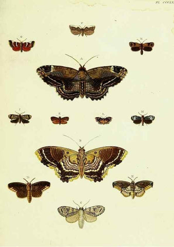 Reproducción/Reproduction 22422818440: De uitlandsche kapellen voorkomende in de drie waereld-deelen, Asia, Africa en America,. Amsteldam,Chez S. J. Baalde;1779-1782.