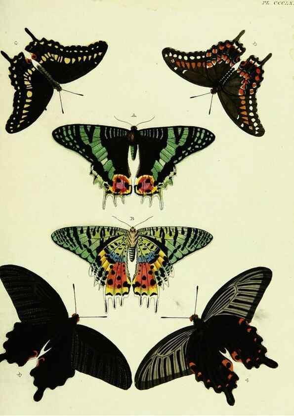 Reproducción/Reproduction 21987978354: De uitlandsche kapellen voorkomende in de drie waereld-deelen, Asia, Africa en America,. Amsteldam,Chez S. J. Baalde;1779-1782.
