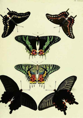 Reproducción/Reproduction 21987978354: De uitlandsche kapellen voorkomende in de drie waereld-deelen, Asia, Africa en America,. Amsteldam,Chez S. J. Baalde;1779-1782.
